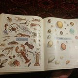 Websters New Twentieth Century Dictionary Unabridged Second Edition Deluxe Color