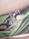 Large Framed Artwork of a Nude Asian Woman IMPERFECT CONDITION!! SEE PICS!!