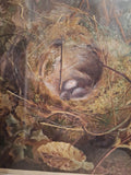Antique Organic Watercolor Ornithological Signed